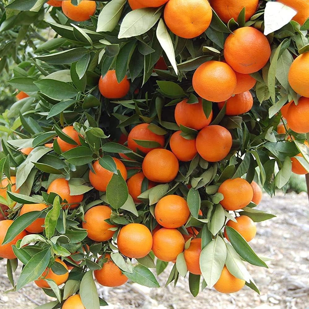 Fruit Seeds,Garden seeds, Seeds For Planting,Plant Seeds