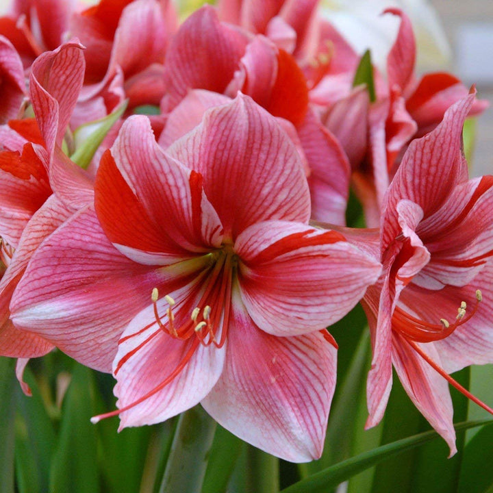 Light Red White Amaryllis Flower Seeds for Planting – Heirloom, Non-GMO, High Germination Organic Garden Seeds