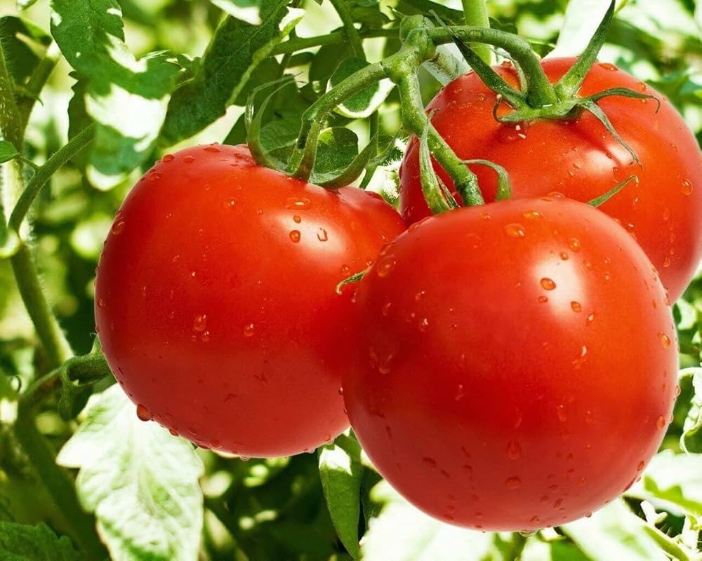 Red Tomato Vegetable Seeds for Planting – Heirloom & Non-GMO Garden Seeds for Classic Harvests