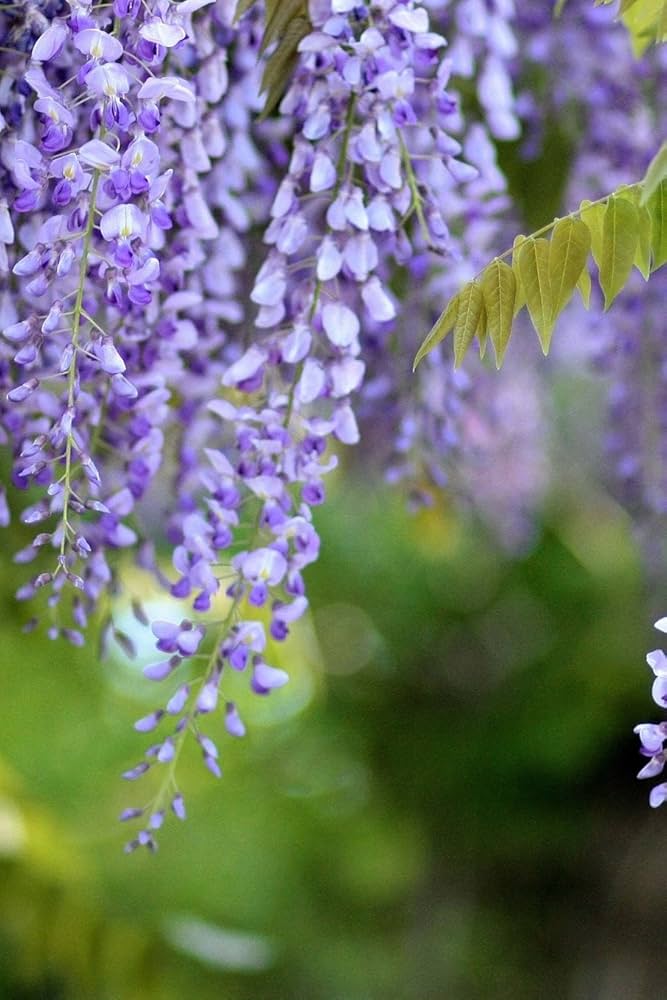 Violet Acacia Flower Seeds for Planting – Heirloom, Non-GMO, High Germination Organic Garden Seeds