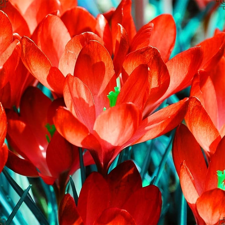 Red Crocus Flower Seeds for Planting – Heirloom, Non-GMO, Pollinator Friendly, High Germination