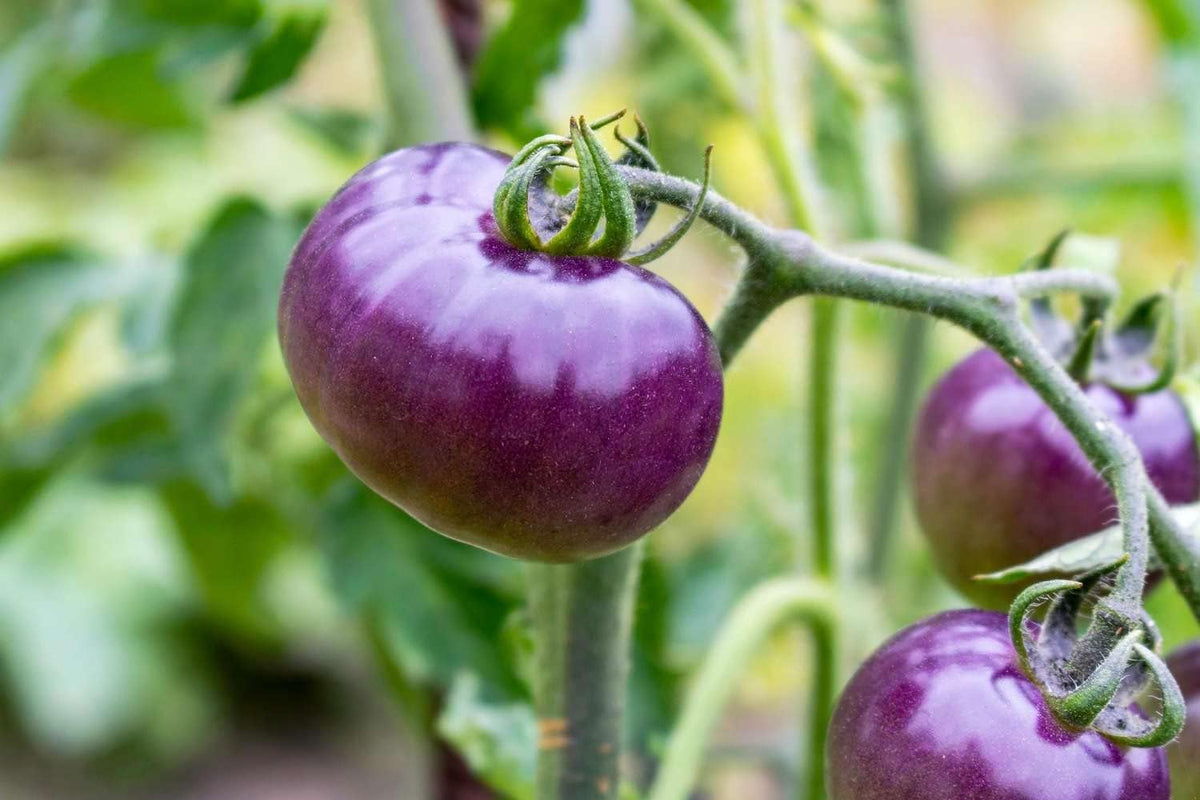 Vegetable Seeds,Garden seeds, Seeds For Planting,Plant Seeds