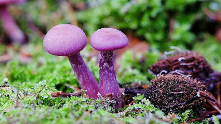 Vegetable Seeds,Garden seeds, Seeds For Planting,Plant Seeds