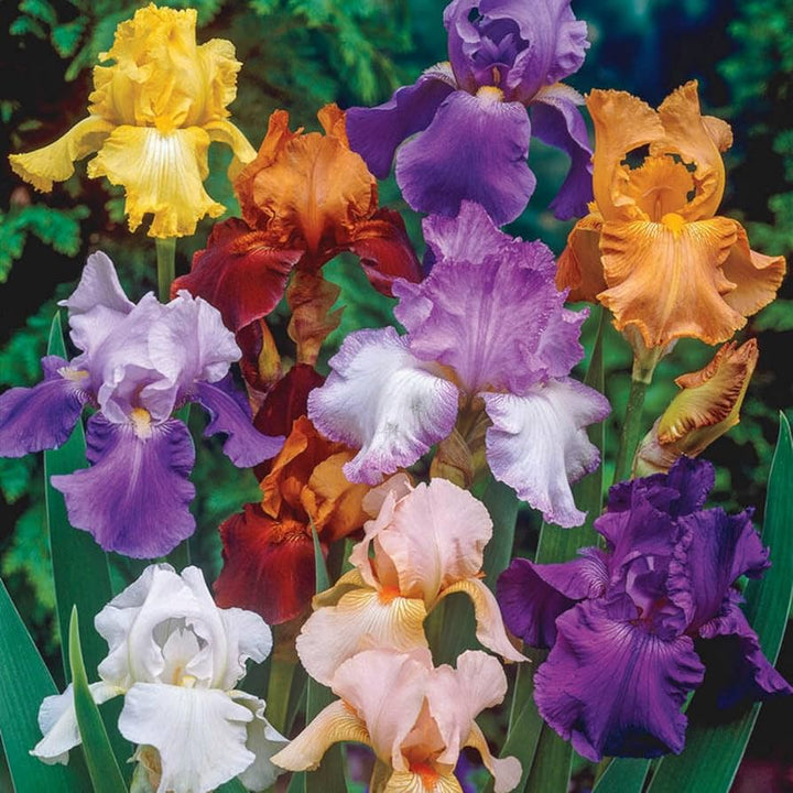 Iris Flower Seeds for Planting – Premium Quality Heirloom Non-GMO Seeds for Home Garden