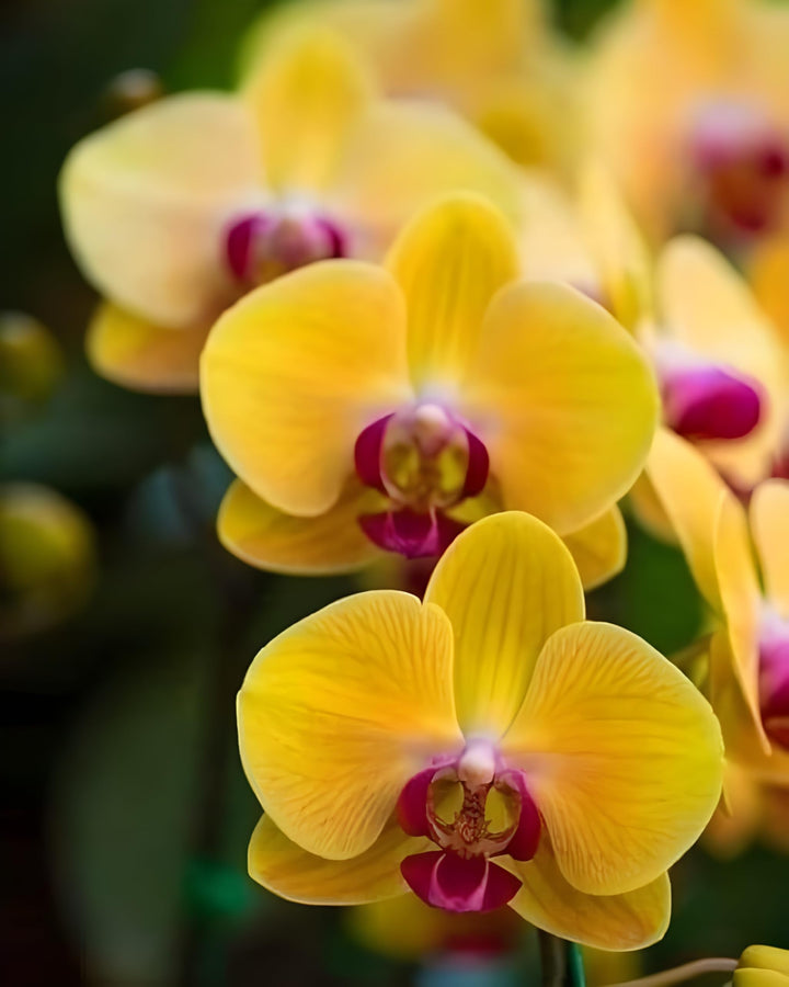 Deep Yellow Phalaenopsis Orchid Flower Seeds for Planting – Heirloom, Non-GMO, High Germination