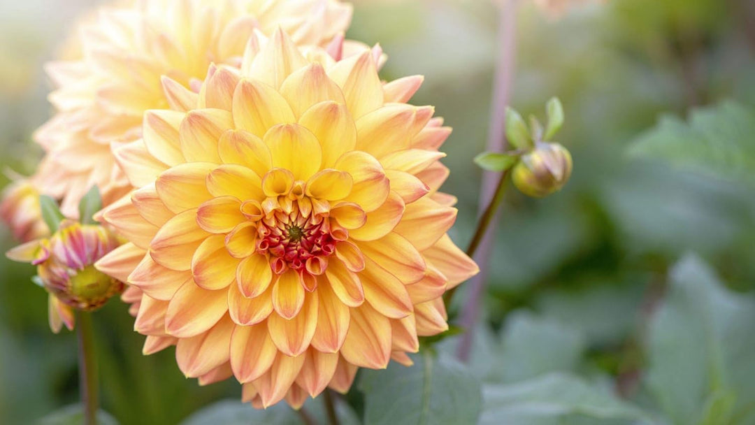 Flower Seeds, Seeds,Seeds For Planting,Plant Seeds