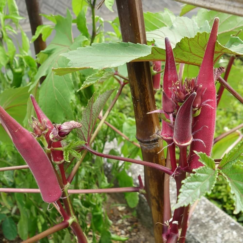Red Green Okra Seeds for Planting – Heirloom & Non-GMO Seeds, Colorful Pods for Tropical Garden Harvests