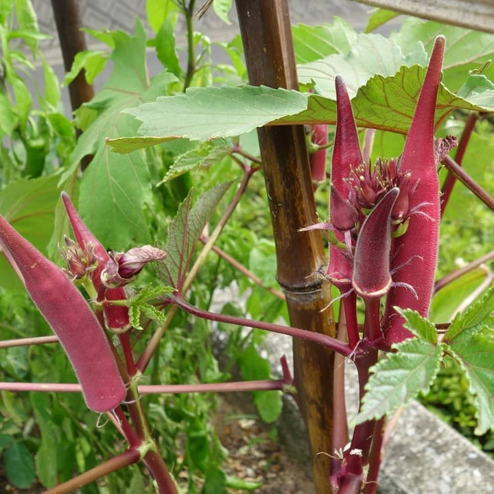 Red Green Okra Seeds for Planting – Heirloom & Non-GMO Seeds, Colorful Pods for Tropical Garden Harvests
