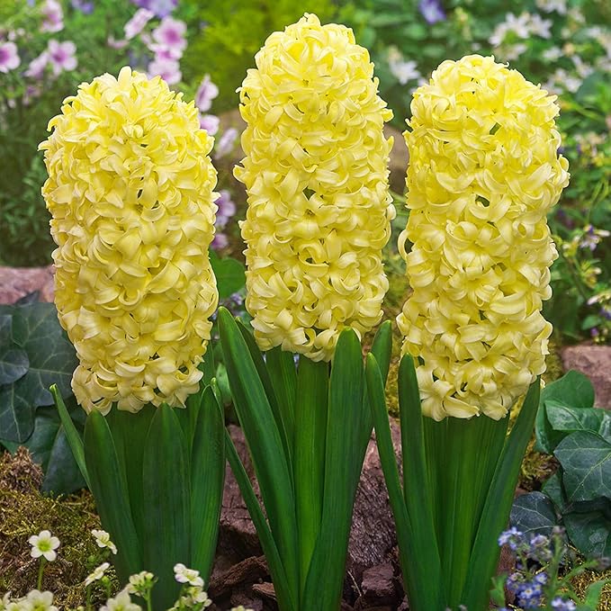 Flower Seeds, Seeds,Seeds For Planting,Plant Seeds