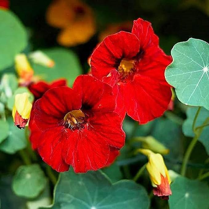 Red Violet Fuchsia Hybrida Seeds – Heirloom, Non-GMO, Shade-Tolerant Garden Seeds