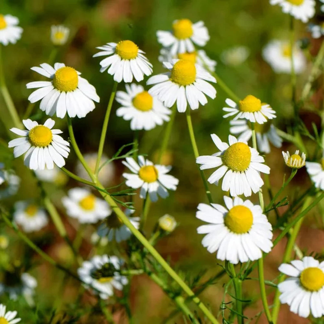 Chamaemelum Flower Seeds for Planting – Beautiful Chamomile Blooms for Garden & Pots