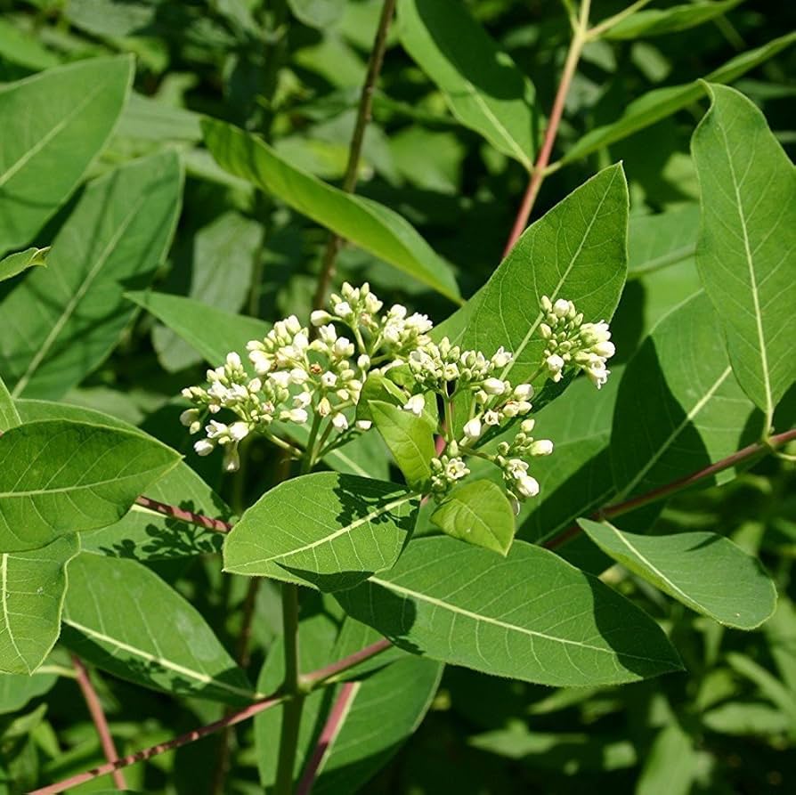 Flower Seeds, Seeds,Seeds For Planting,Plant Seeds