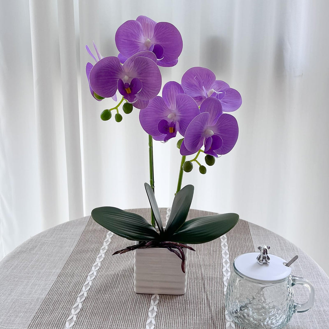 Light Purple Phalaenopsis Orchid Flower Seeds for Planting – Heirloom, Non-GMO, High Germination Seeds