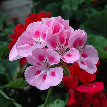 Geranium Baby Pink Flower Seeds for Planting 100 pcs - Pollinator Friendly, Heirloom & GMO Free Seeds for Home Garden