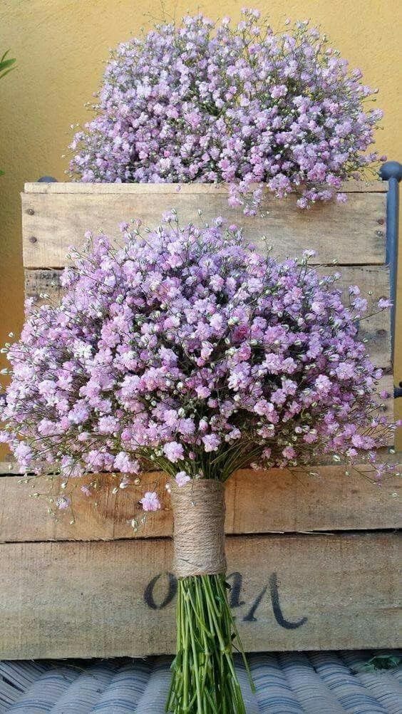 Flower Seeds, Seeds,Seeds For Planting,Plant Seeds