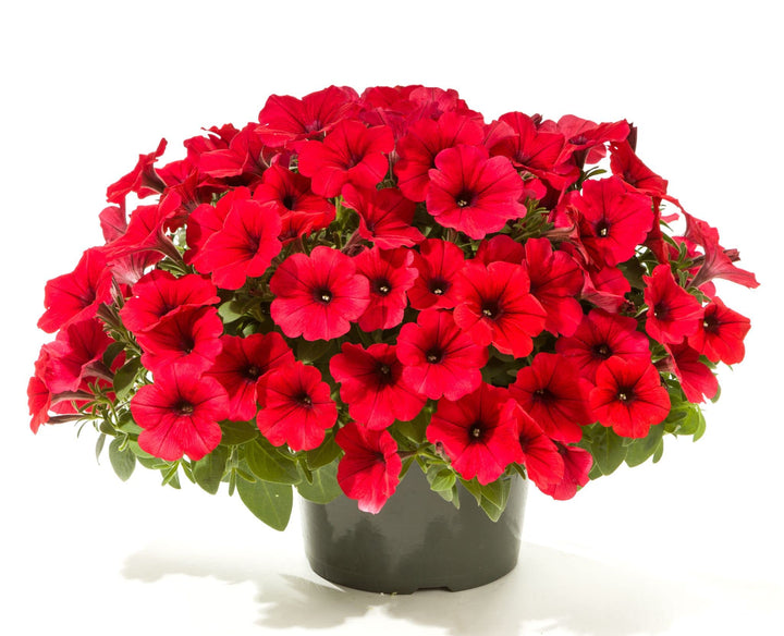 Red Oblique Petunia Flower Seeds for Planting - Heirloom Non-GMO Organic Garden Seeds, High Germination