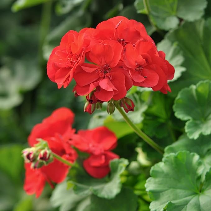 Flower Seeds, Seeds,Seeds For Planting,Plant Seeds