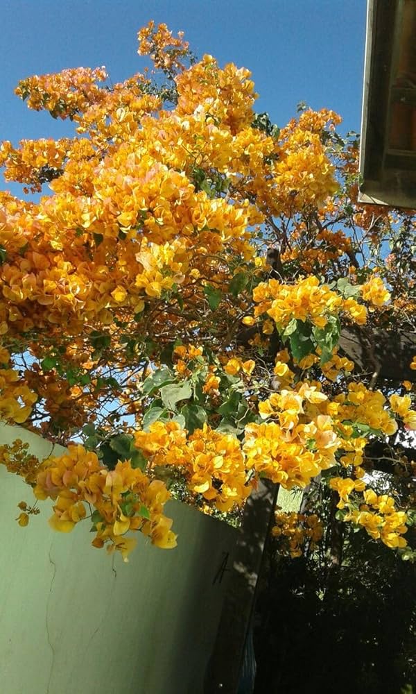 Dark Yellow Bougainvillea Flower Seeds for Planting – Drought Tolerant, Heirloom & Non-GMO Seeds for Home Garden