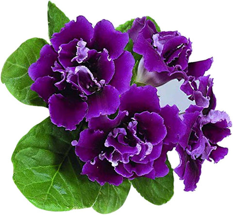 Flower Seeds, Seeds,Seeds For Planting,Plant Seeds