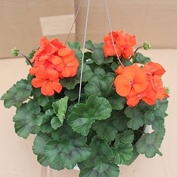 Orange Geranium Pelargonium Flower Seeds for Planting – Heirloom, Non-GMO, High Germination Seeds