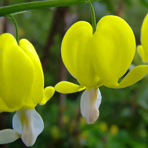 Flower Seeds, Seeds,Seeds For Planting,Plant Seeds