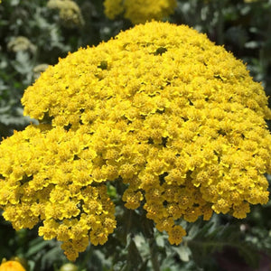 Flower Seeds, Seeds,Seeds For Planting,Plant Seeds