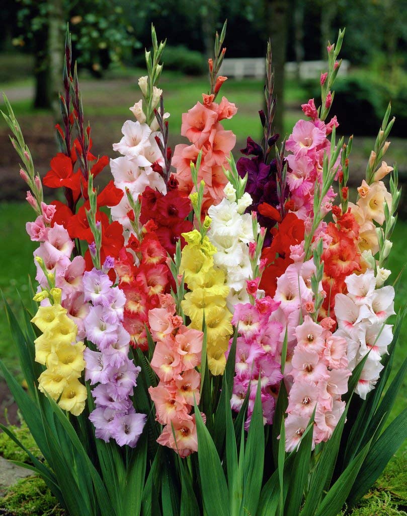 Mixed Color Gladiolus Flower Seeds for Planting – Heirloom, Non-GMO, Easy to Grow, High Germination