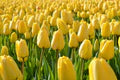 Yellow Tulip Flower Seeds for Planting – Heirloom, Non-GMO, Cottage Garden Essential