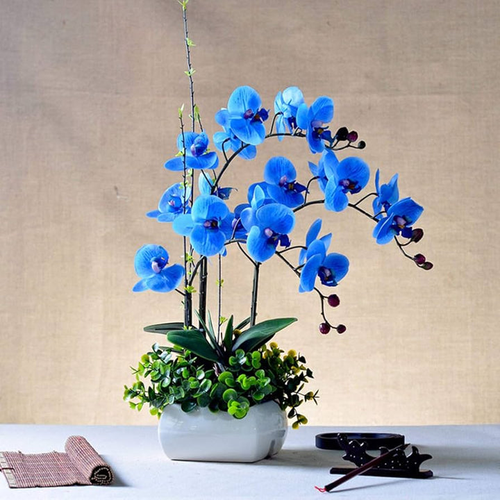 Futaba Blue Butterfly Orchid Flower Seeds for Planting – Heirloom, Non-GMO, Hardy Variety, High Germination