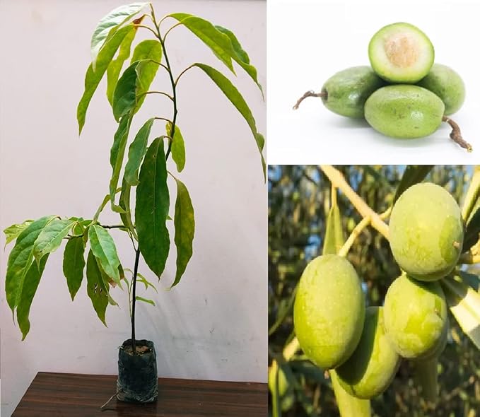 Arbequina Olive Seeds for Planting – Heirloom, Non-GMO, High-Yield Dwarf Olive Tree for Home Garden & Containers