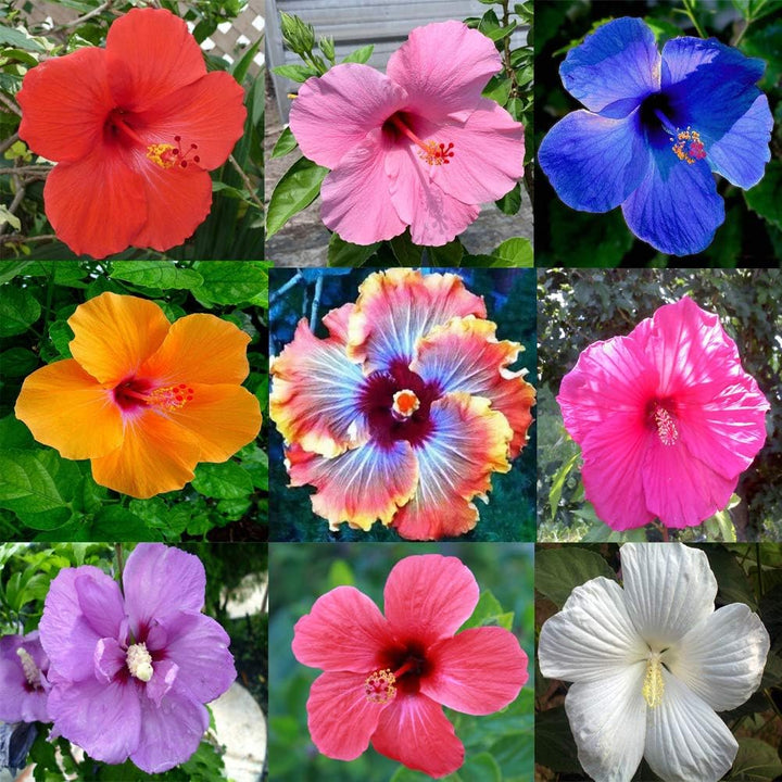 Flower Seeds, Seeds,Seeds For Planting,Plant Seeds