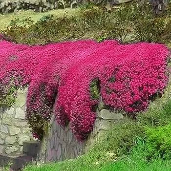 Thymus Serpyllum Flower Seeds for Planting – Cottage Garden Essential Heirloom Non-GMO High Germination Organic Seeds