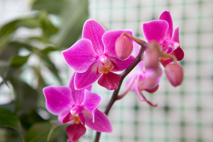Phalaenopsis Flower Seeds for Planting – Heirloom, Non-GMO, High Germination Seeds