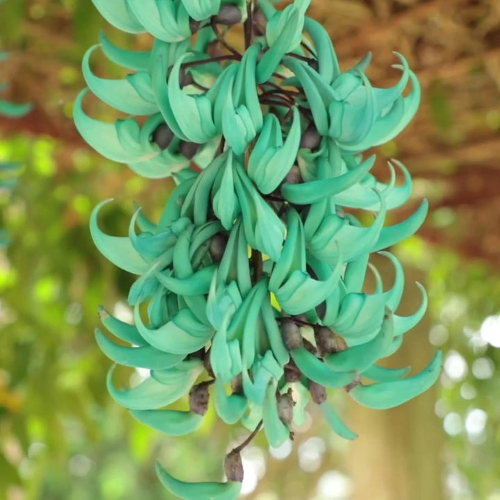 Light Green Strongylodon Flower Seeds for Planting – Heirloom, Non-GMO, Bright Blooms, High Germination