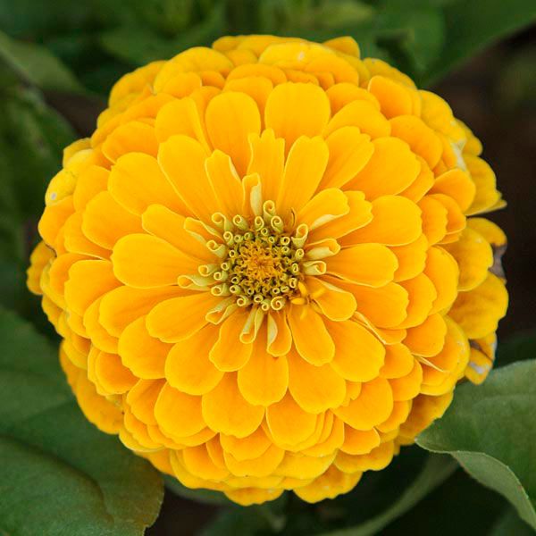 Dark Yellow Zinnia Flower seeds for Planting – Cut Flower Favorite, Heirloom &amp; GMO Free Seeds for Home Garden