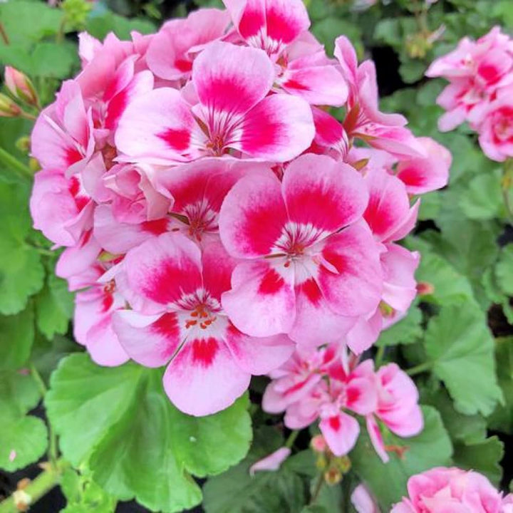 Flower Seeds, Seeds,Seeds For Planting,Plant Seeds