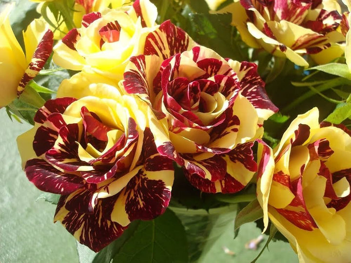 Flower Seeds, Seeds,Seeds For Planting,Plant Seeds
