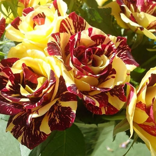 Flower Seeds, Seeds,Seeds For Planting,Plant Seeds