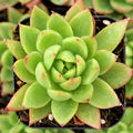 Semillas De Flores Flower Seeds for Planting – Heirloom, Non-GMO, Low-Maintenance Organic Garden Seeds