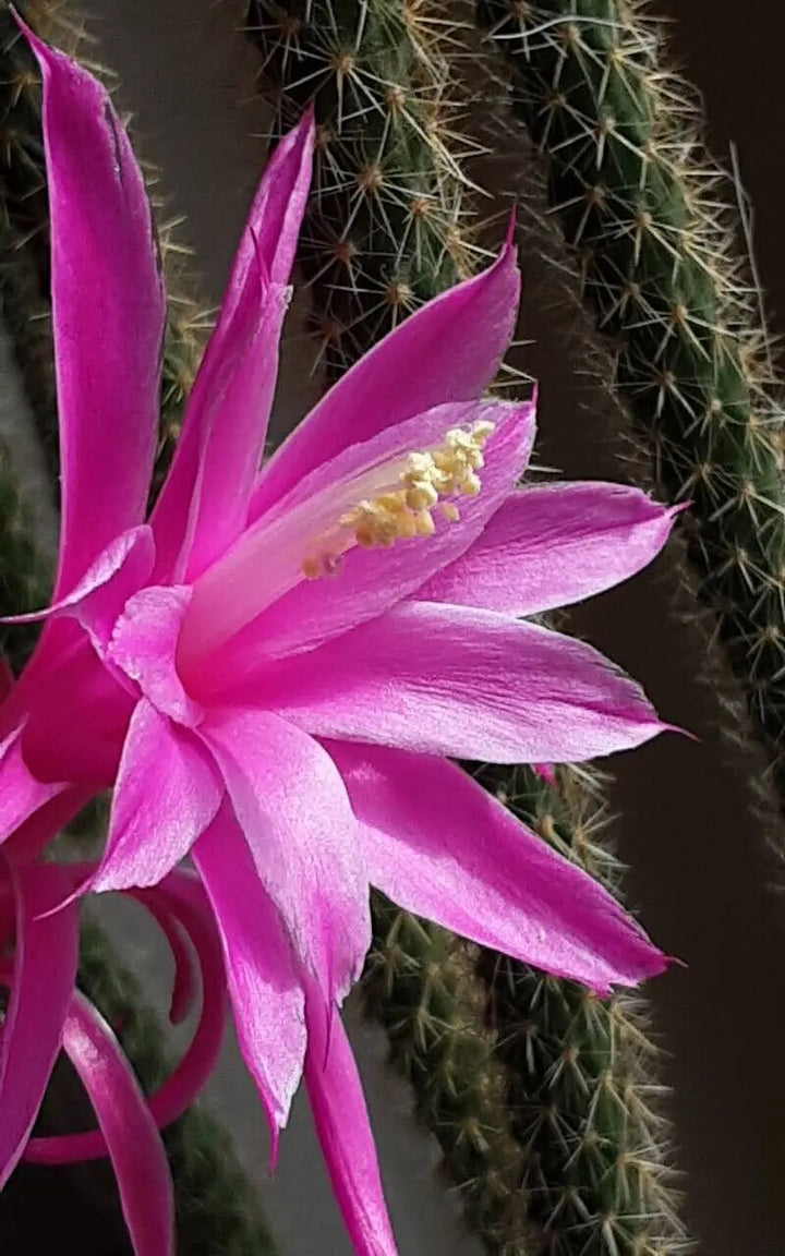 Aporocactus Flower Seeds for Planting – Heirloom Non-GMO, High Germination Organic Garden Seeds