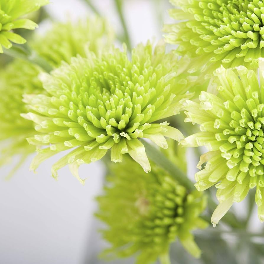 Light Green China Aster Flower Seeds for Planting – Heirloom, Non-GMO, High Germination Seeds