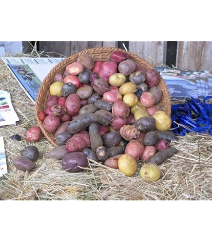 Fingerling Potato Mixed Variety Seeds for Planting – Heirloom, Non-GMO, Gourmet Tuber – High Germination