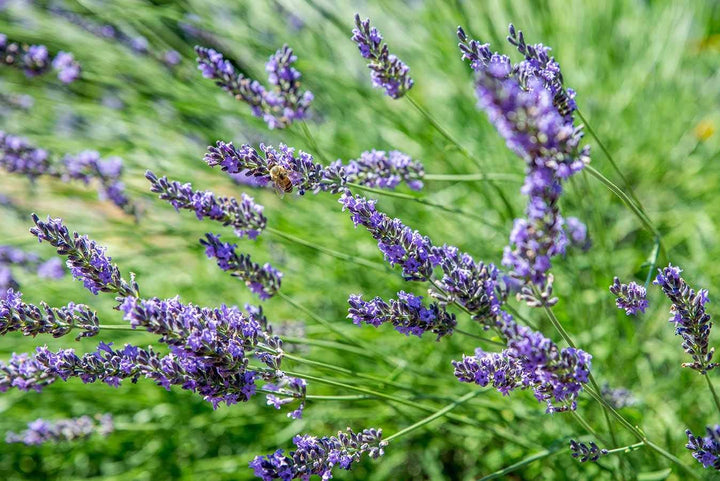Flower Seeds, Seeds,Seeds For Planting,Plant Seeds