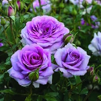 Flower Seeds, Seeds,Seeds For Planting,Plant Seeds
