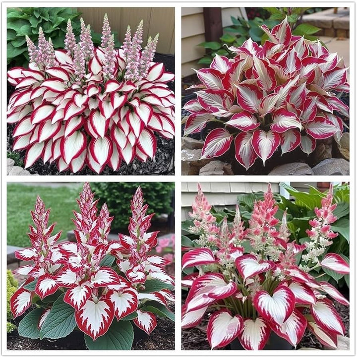 Red White Coleus Flower Seeds for Planting – Non-GMO, Shade Tolerant Heirloom Organic Garden Seeds