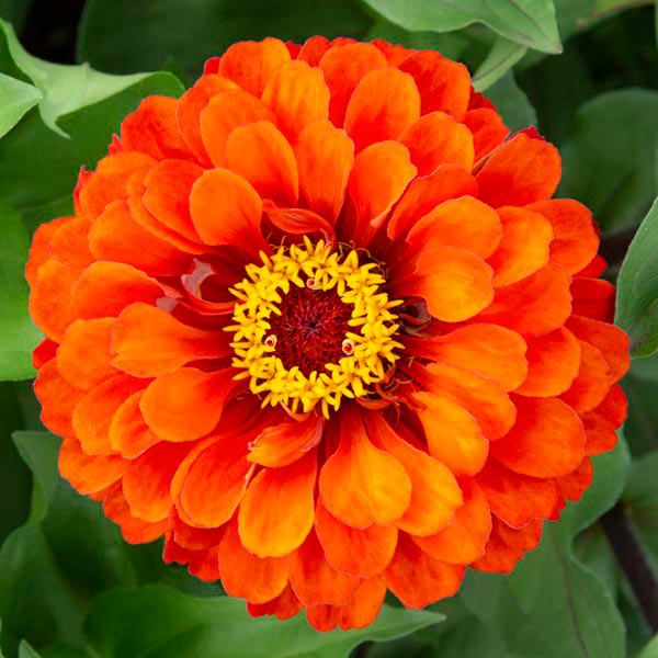 Orange Red Zinnia Flower Seeds for Planting – Cut Flower Favorite, Heirloom &amp; Non-GMO Garden Seeds