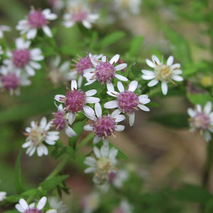 Flower Seeds, Seeds,Seeds For Planting,Plant Seeds