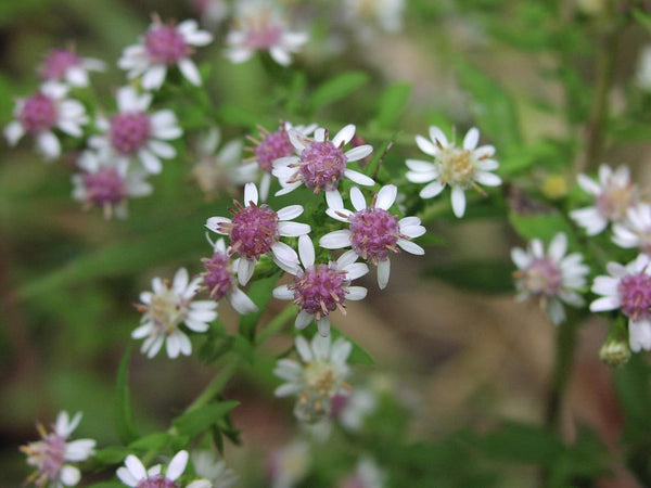 Flower Seeds, Seeds,Seeds For Planting,Plant Seeds