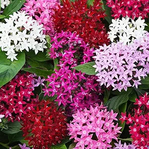 Pentas Flower Seeds for Planting – Vibrant Colors Heirloom Non-GMO High Germination Organic Garden Seeds