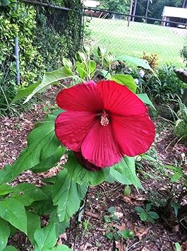 Burgundy Hibiscus Flower Seeds for Planting - Heirloom, Non-GMO, High Germination Organic Garden Seeds